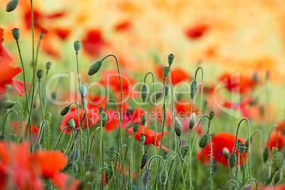 Roter Mohn Roter Mohn