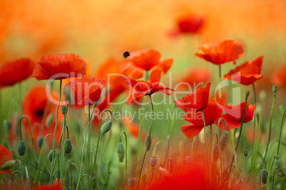 Roter Mohn Roter Mohn