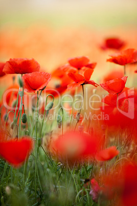 Roter Mohn