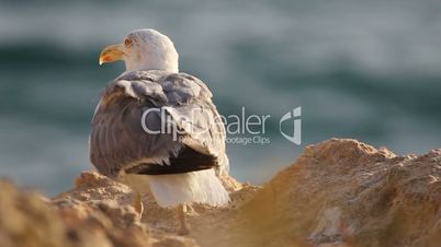 Gull sitting on a rock