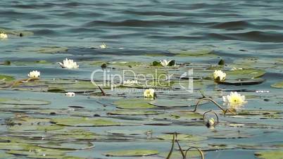 Water lilies - Seerosen