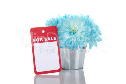 Blue chrysanthemums in a pail for sale