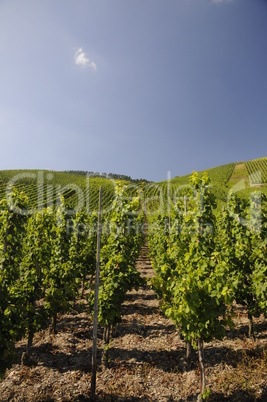 Weinberg an der Mosel