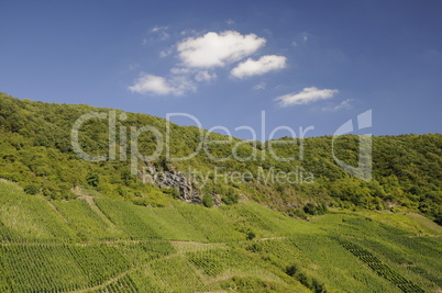 Weinberg an der Mosel