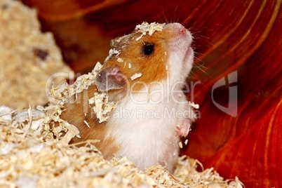 Hamster 3