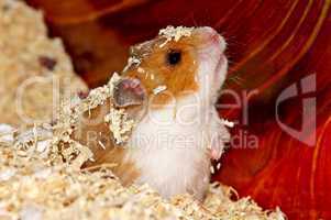 Hamster 3