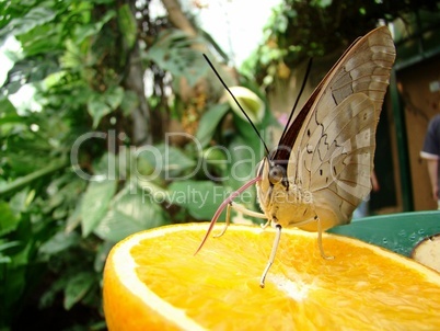 Schmetterling - Waldbrettspiel auf einer halben Orange