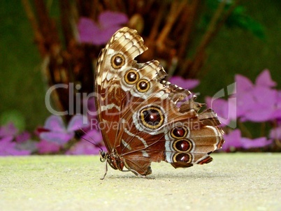 Schmetterling - Waldbrettspiel - Pfauenauge
