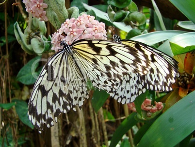 Schmetterling - Weißer Linienspanner - Schachbrettfalter