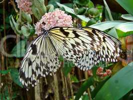 Schmetterling - Weißer Linienspanner - Schachbrettfalter