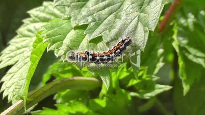 Caterpillar - Raupe