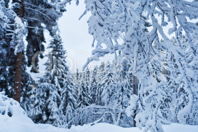 winter forest in Harz mountains, Germany