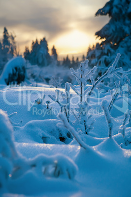 winter forest in Harz mountains, Germany