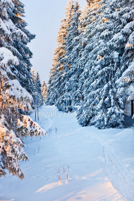 winter forest in Harz mountains, Germany