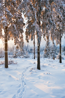 winter forest in Harz mountains, Germany