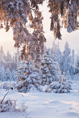 winter forest in Harz mountains, Germany