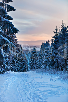 winter forest in Harz mountains, Germany