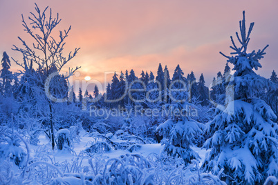 winter forest in Harz mountains, Germany