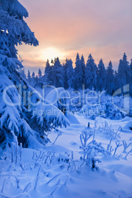 winter forest in Harz mountains, Germany