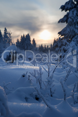 winter forest in mountains