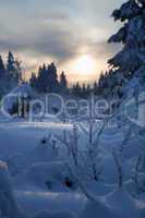 winter forest in mountains