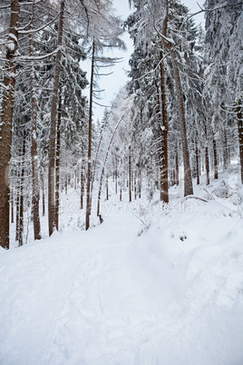 winter forest in mountains