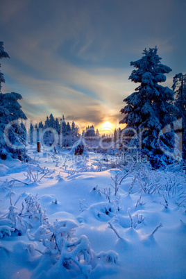 winter forest in mountains