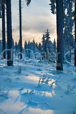 winter forest in mountains