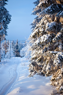 winter forest in mountains