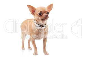 Chihuahua dog