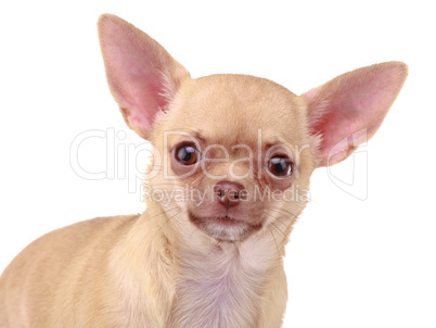 Chihuahua dog