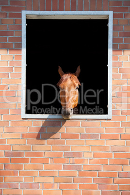 horse looking outside the stable