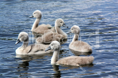 Küken vom Höckerschwan