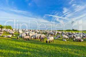 A summer landscape and herd sheep