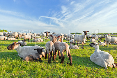 A summer landscape and herd sheep