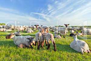 A summer landscape and herd sheep