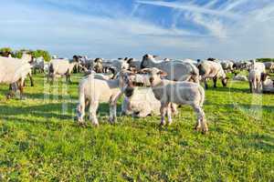 A summer landscape and herd sheep