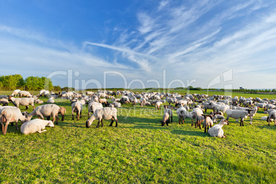 A summer landscape and herd sheep