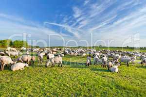 A summer landscape and herd sheep