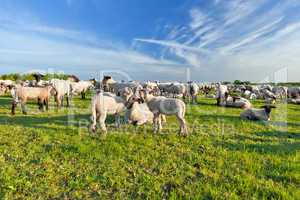 A summer landscape and herd sheep