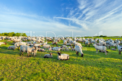 A summer landscape and herd sheep