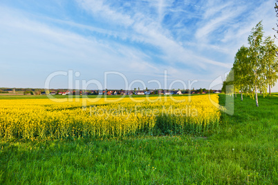 A summer landscape