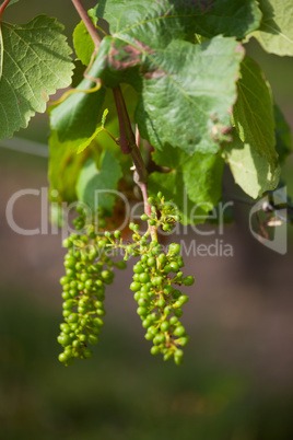 jungen Trauben auf einem Weinberg