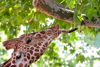 Giraffe eating green leaves on the tree