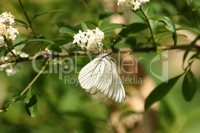 Baum-Weißling (Aporia crataegi) / Black-veined White (Aporia cra