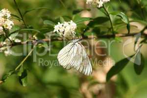Baum-Weißling (Aporia crataegi) / Black-veined White (Aporia cra