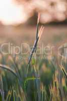 close up of wheat on sunset