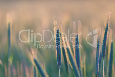 close up of wheat on sunset