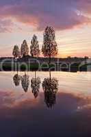 Leafless tree near lake on sunset