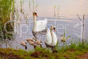 Swans with nestlings at  sunset